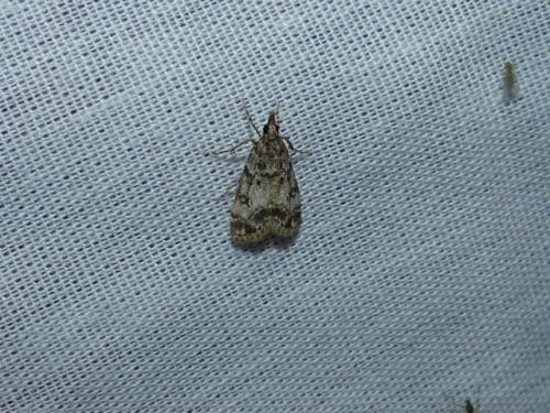 Réf. 270 051 : Eudonia lacustrata